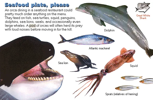 Seafood plate, please