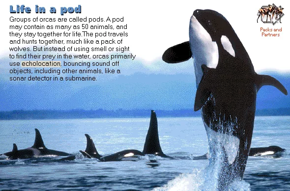 Life in a pod