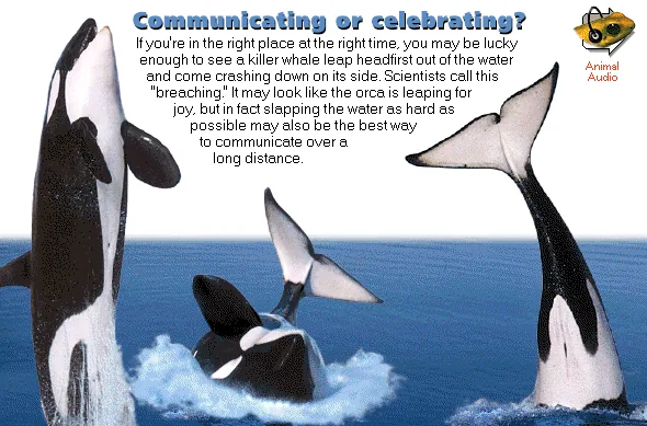 Communicating or celebrating?