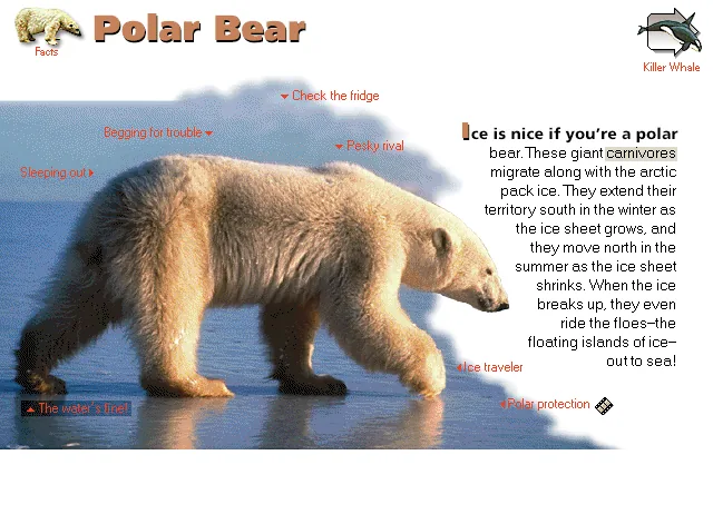 Polar Bear