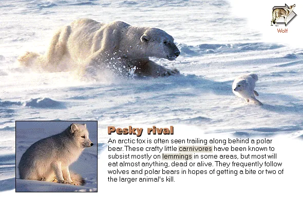 Pesky rival
