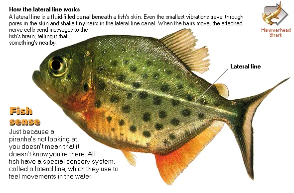 Fish sense