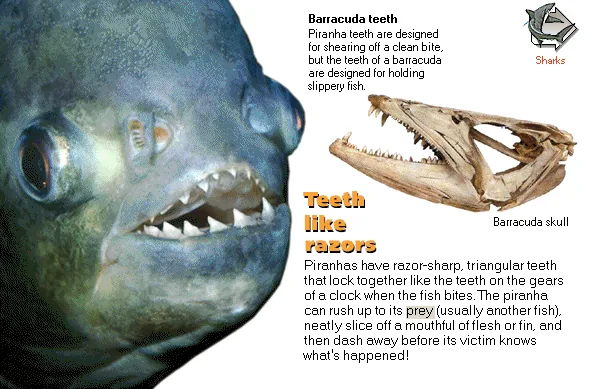 Teeth like razors