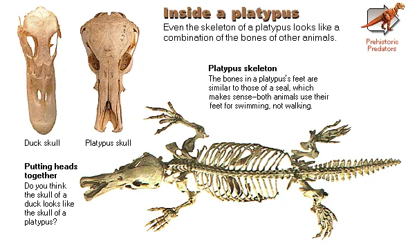 Inside a platypus
