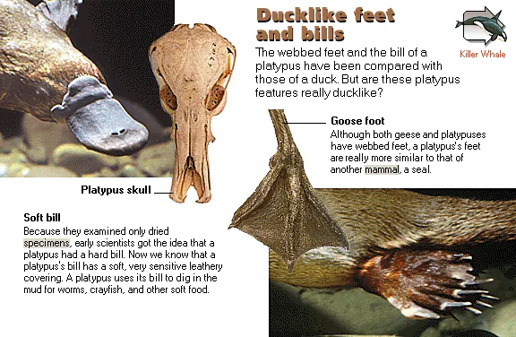 Ducklike feet and bills