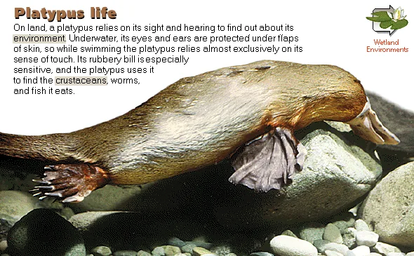 Platypus life