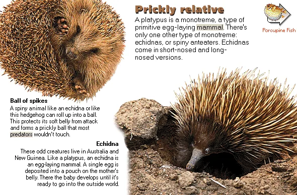 Prickly relative
