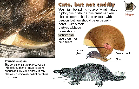 Cute, but not cuddly