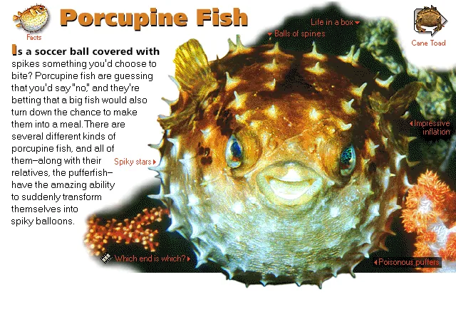 Porcupine Fish