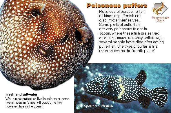 Poisonous puffers