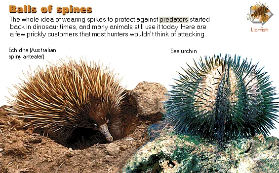 Balls of spines