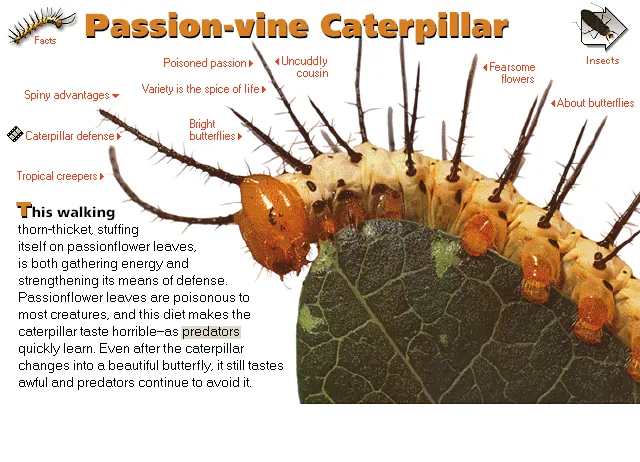 Passion-vine Caterpillar