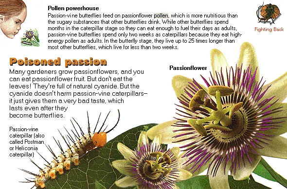 Poisoned passion