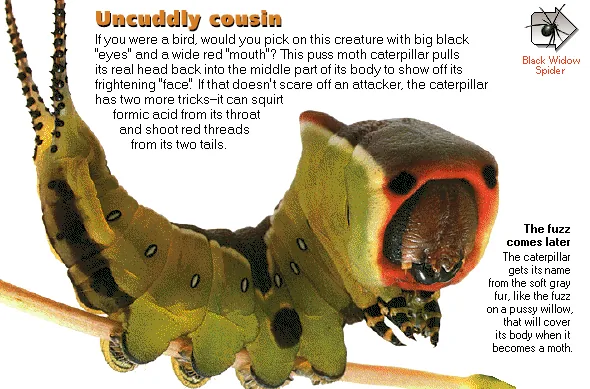 Uncuddly cousin