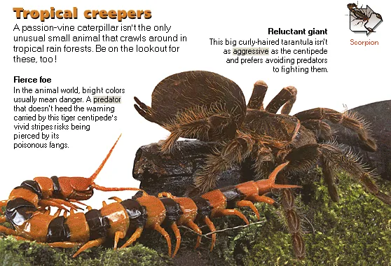 Tropical creepers