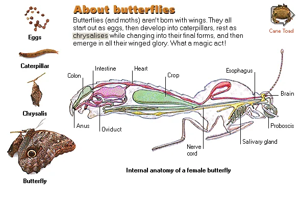 About butterflies