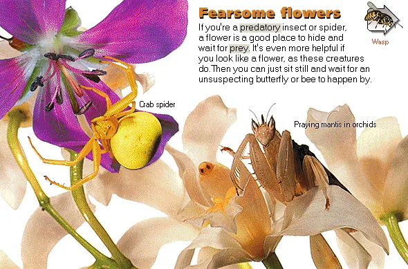 Fearsome flowers