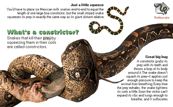 What's a constrictor?