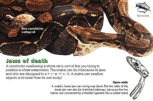 Jaws of death