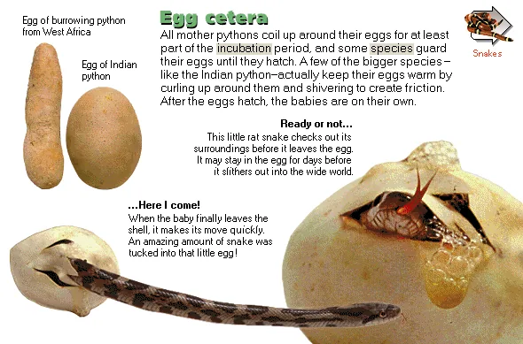 Egg cetera