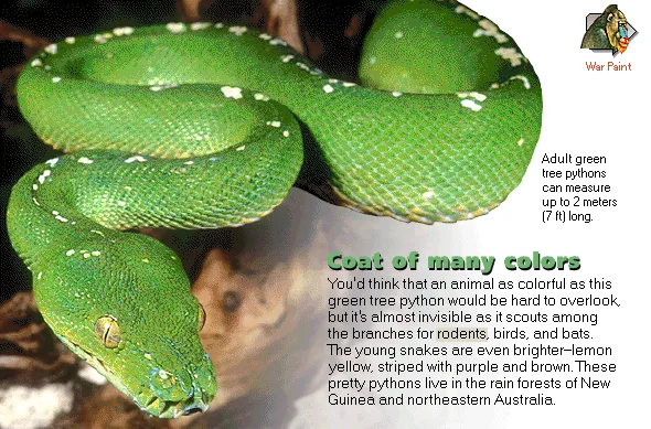 Coat of many colors