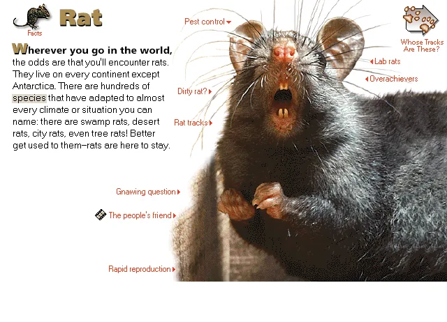 Rat
