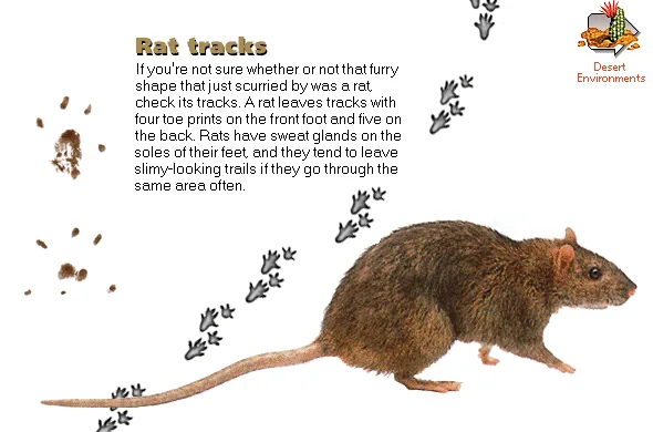 Rat tracks