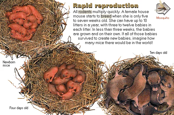 Rapid reproduction