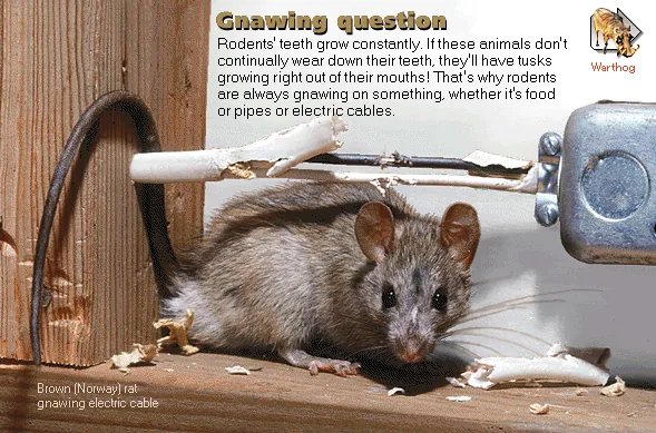 Gnawing question