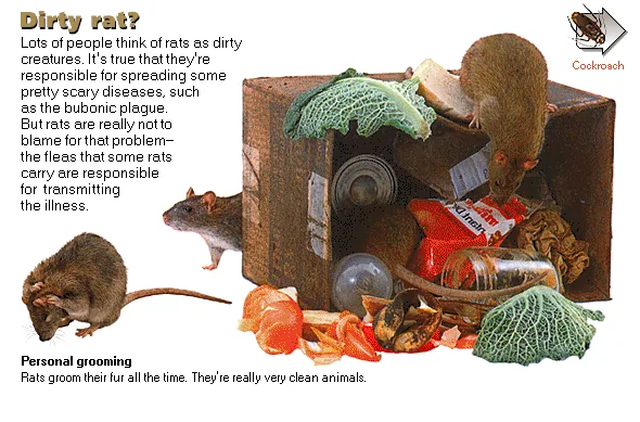 Dirty rat?