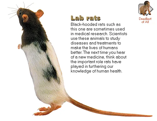 Lab rats