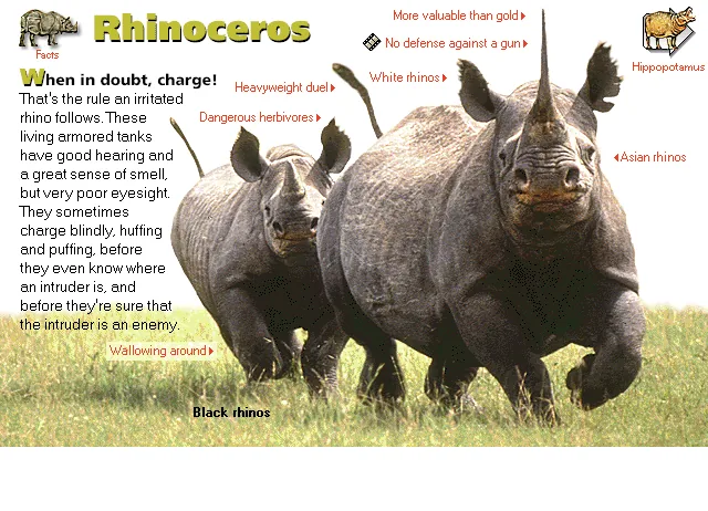 Rhinoceros