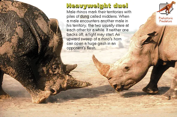 Heavyweight duel