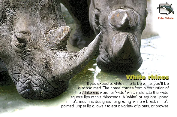 White rhinos