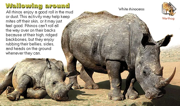 Wallowing around