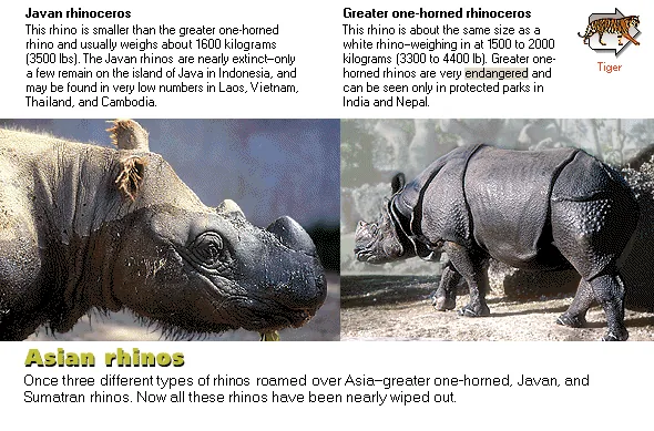 Asian rhinos