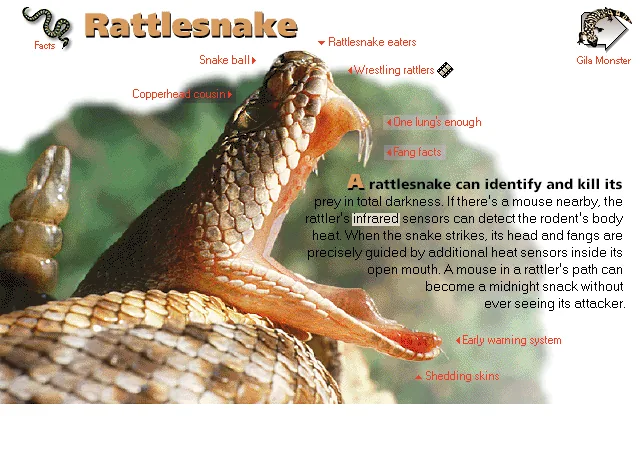 Rattlesnake