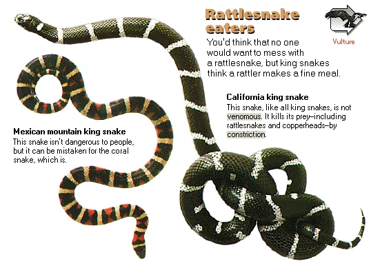 Rattlesnake eaters