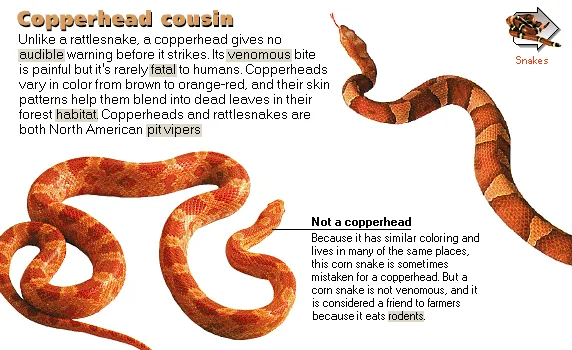 Copperhead cousin