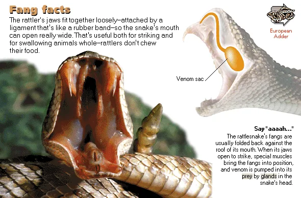 Fang facts