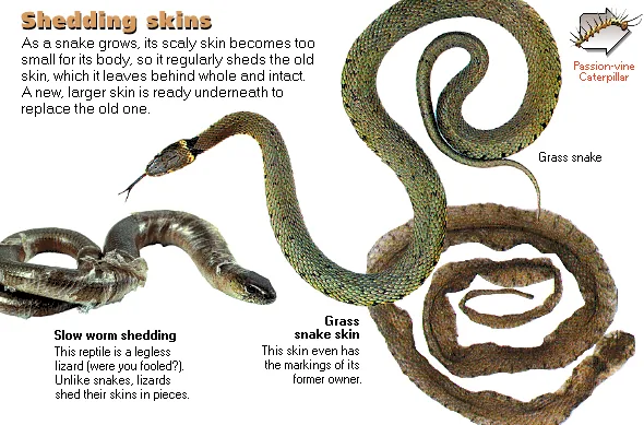Shedding skins