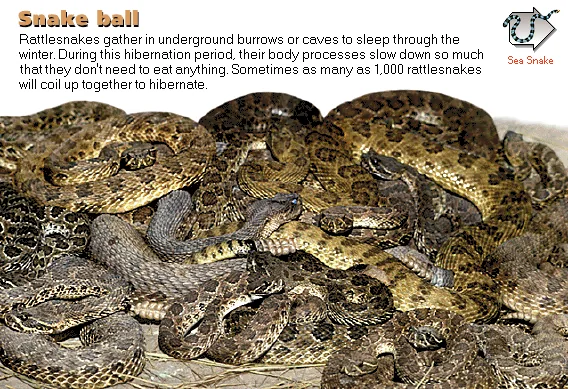 Snake ball
