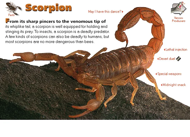 Scorpion