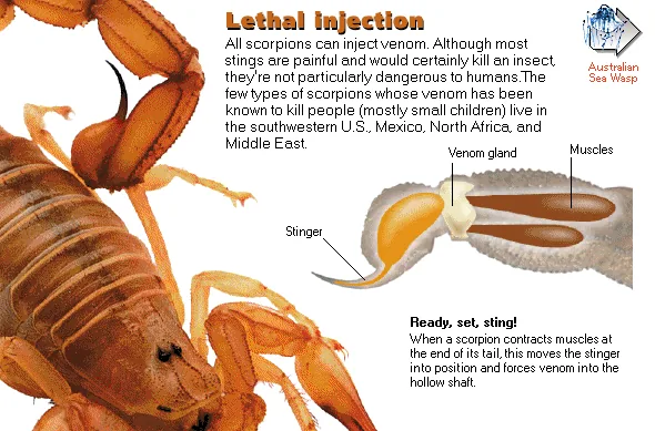 Lethal injection