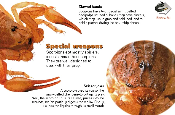 Special weapons