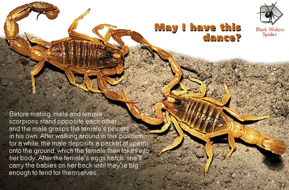 May I have this dance?