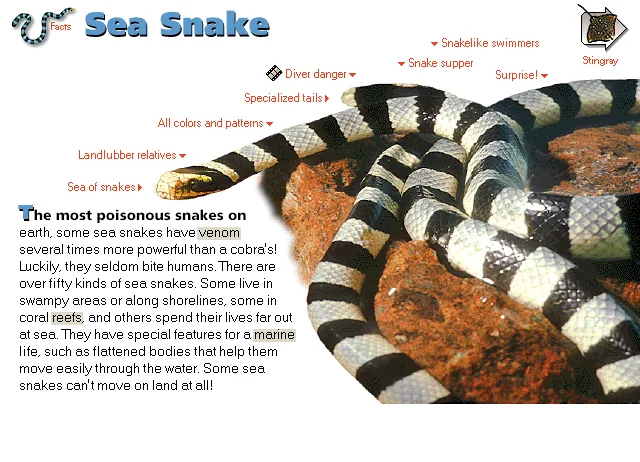 Sea Snake