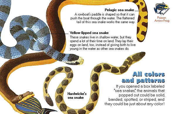 All colors and patterns