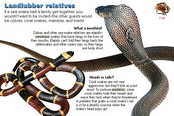Landlubber relatives