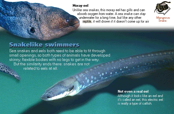 Snakelike swimmers